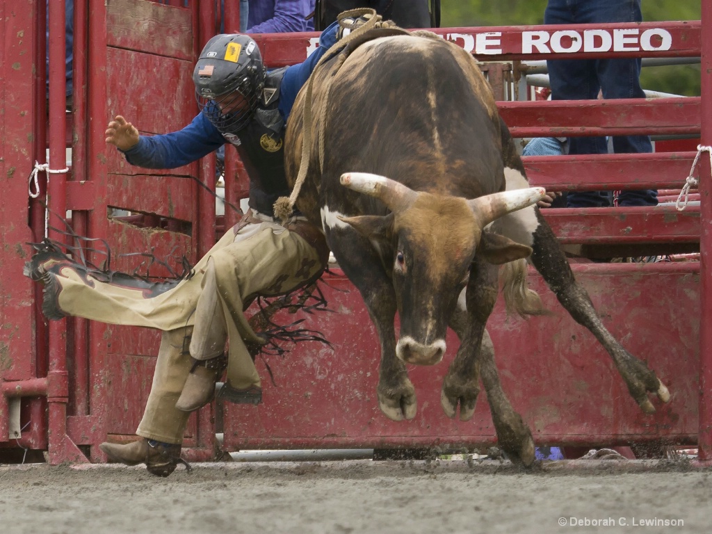 The Bull Takes Off - ID: 15374608 © Deborah C. Lewinson
