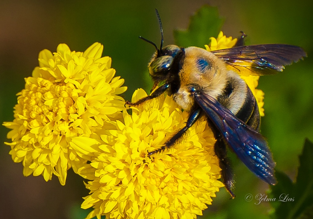 Bee on Mum