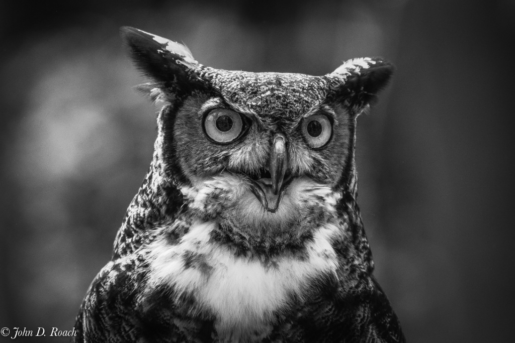 A Great Horned Owl