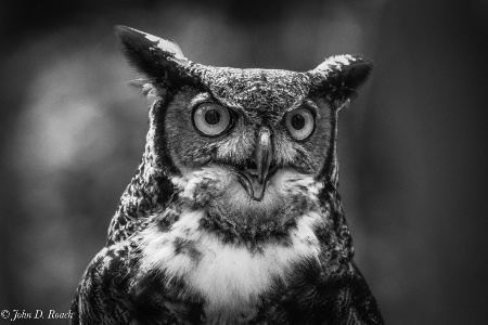 A Great Horned Owl