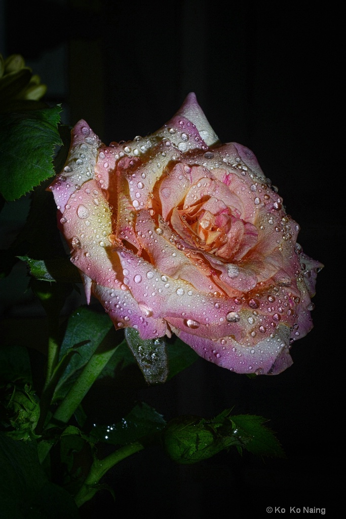 Beautiful rose with water drops