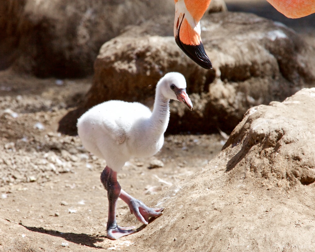 Flamingo (infant) - ID: 15375213 © Terry Korpela