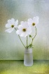 White is beautifu...