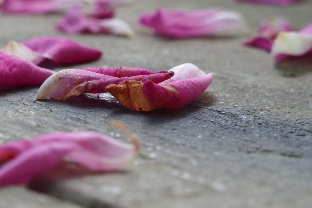 Fallen Rose Petals
