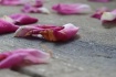 Fallen Rose Petal...