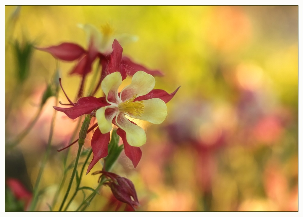 golden hour columbine