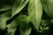 Leaves & Shadows