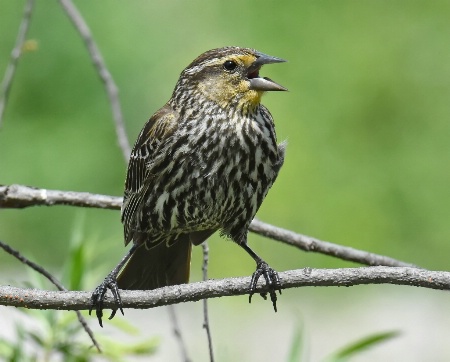 Female Red-Winged Blackbird