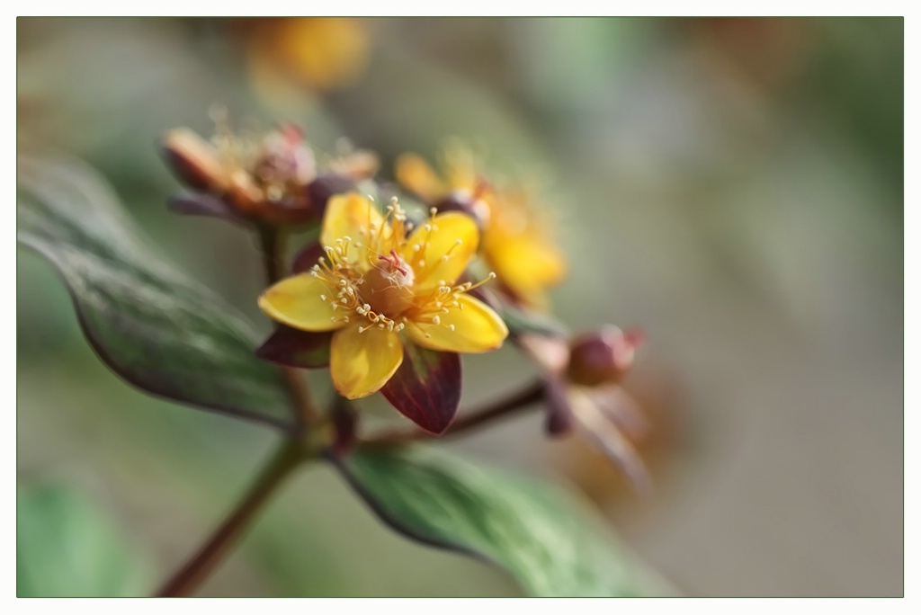 hypericum