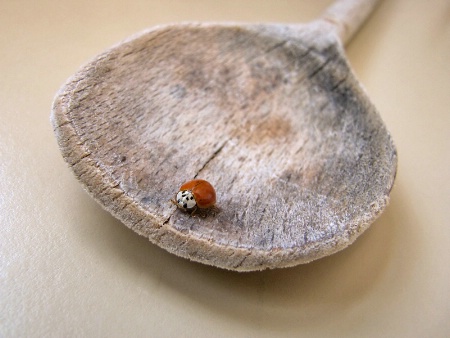 Bug on a Spoon