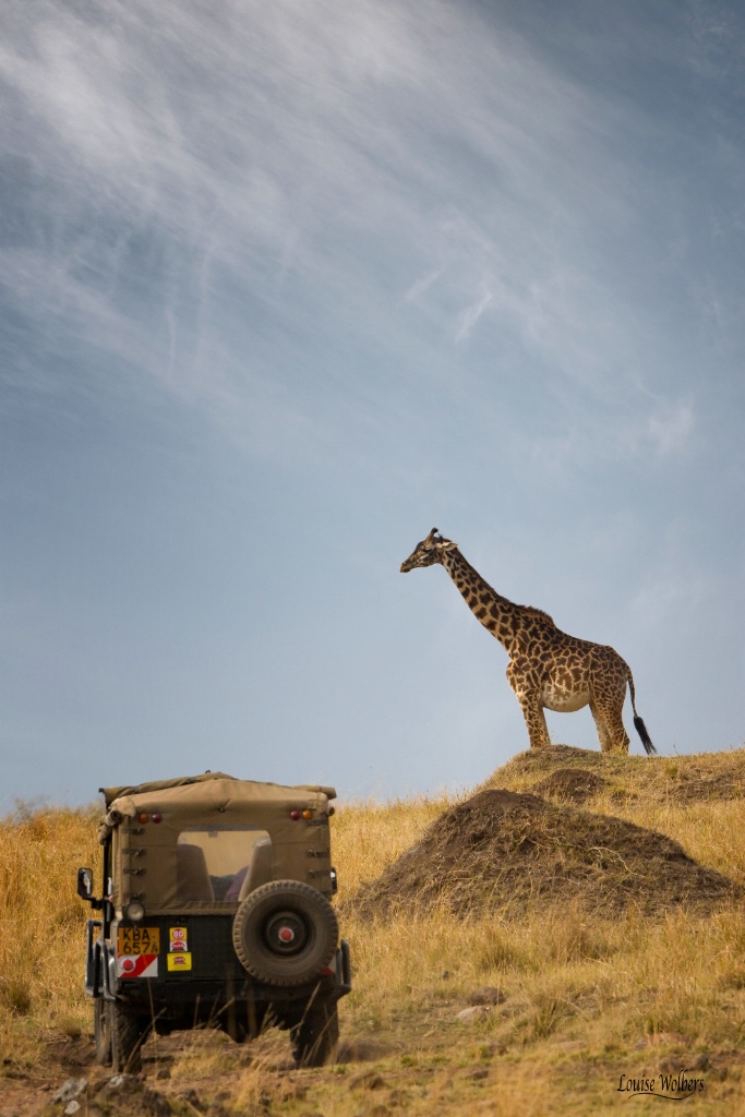 On Safari - ID: 15376244 © Louise Wolbers