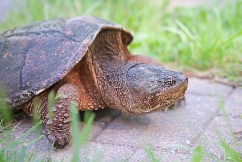 Big Bad Snapping Turtle - ID: 15376247 © Kitty R. Kono