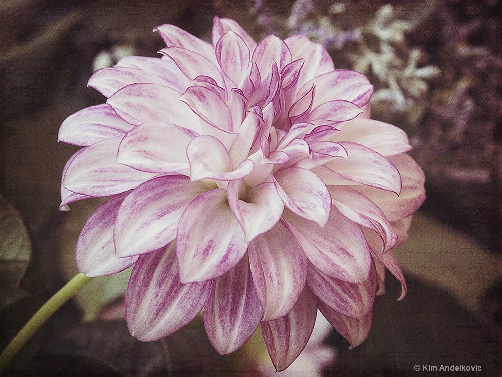 Pretty Dahlia 