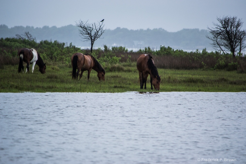 Wild Ponies Assateague Island MD-1-4-1