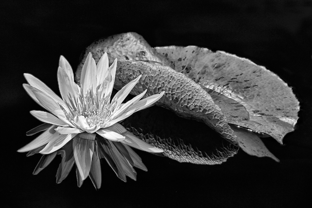 Lily Reflection  