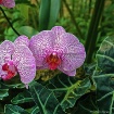 Orchids on Displa...