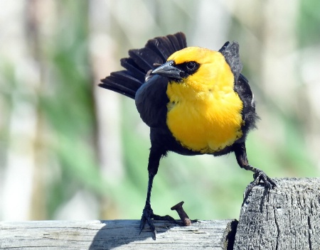 The Yellow-Headed Blackbird