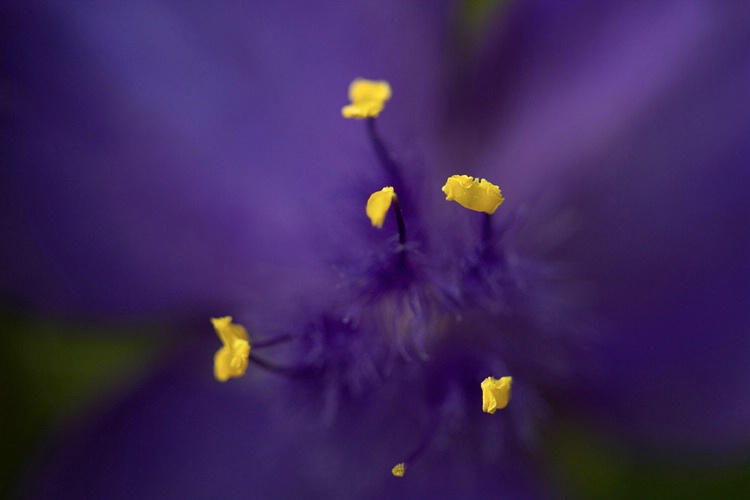 Spiderwort