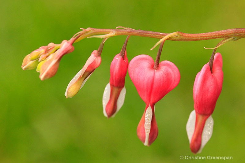 Happy Hearts