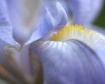 Blue Iris Blur