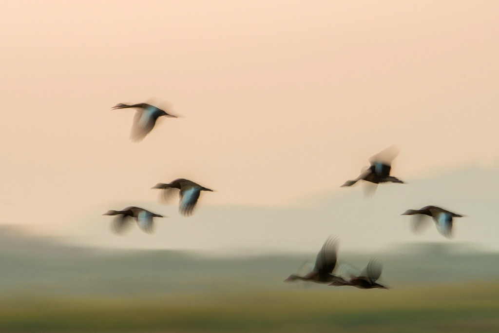 Migration in slow motion