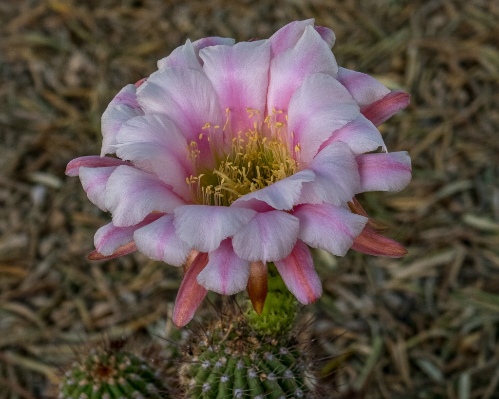 Pink Lobivia 3043 - ID: 15377676 © Patricia A. Casey