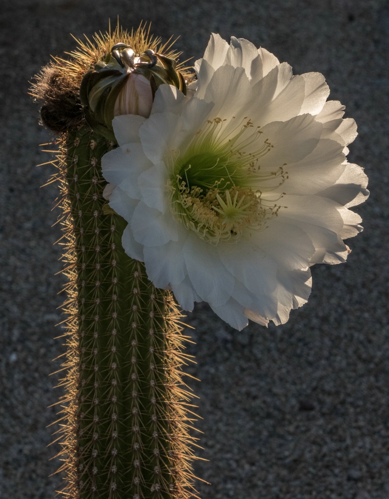 White Cactus Bloom 3026 - ID: 15377677 © Patricia A. Casey