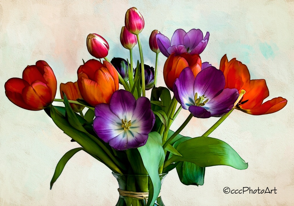 Spring Splash Tulips - ID: 15377709 © Candice C. Calhoun