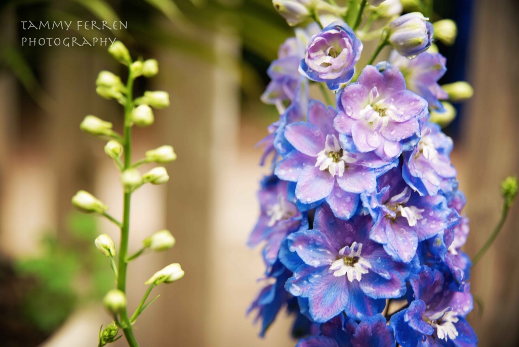 ~~  My Delphinium  ~~