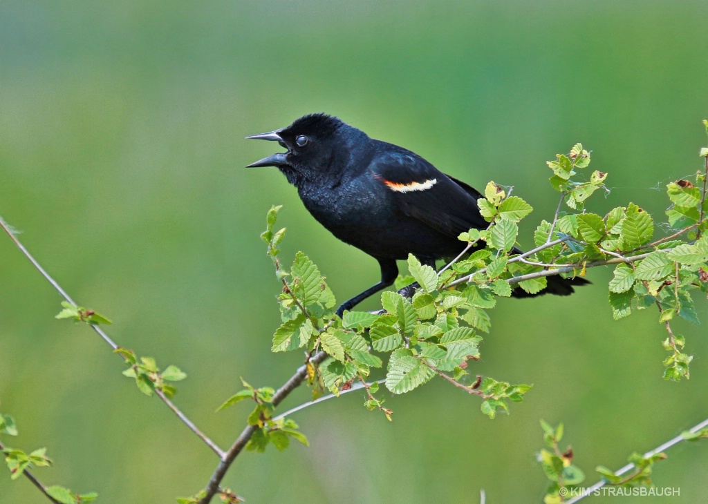 Red-Winged Blackbird