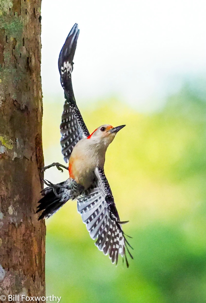 Red bellied Woodpecker Leaving Nest