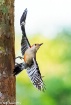 Red bellied Woodp...