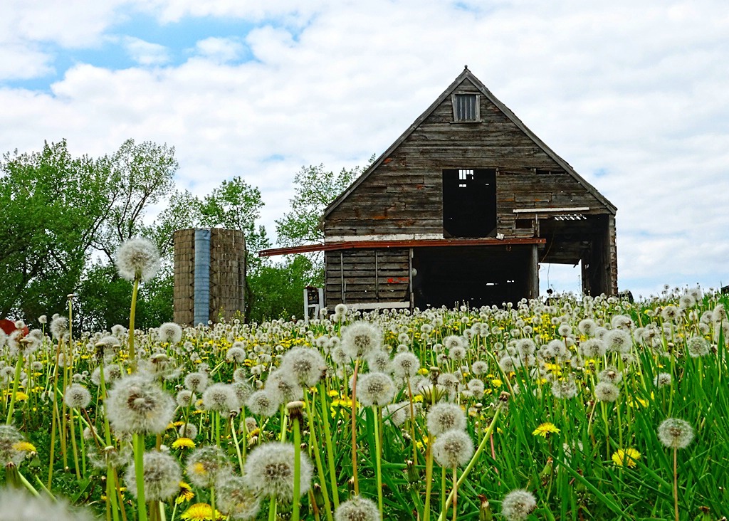 Time To Harvest The Dandelions