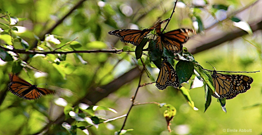 Remembering the Monarchs - ID: 15377894 © Emile Abbott