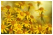 ocean of yellow
