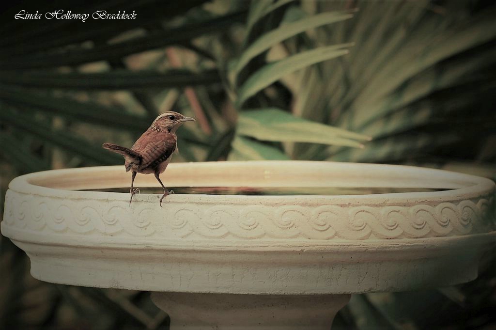 Backyard Little Bird