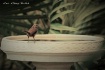 Backyard Little B...