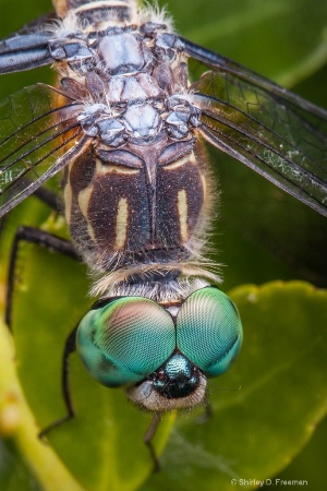 Detail in the Eyes