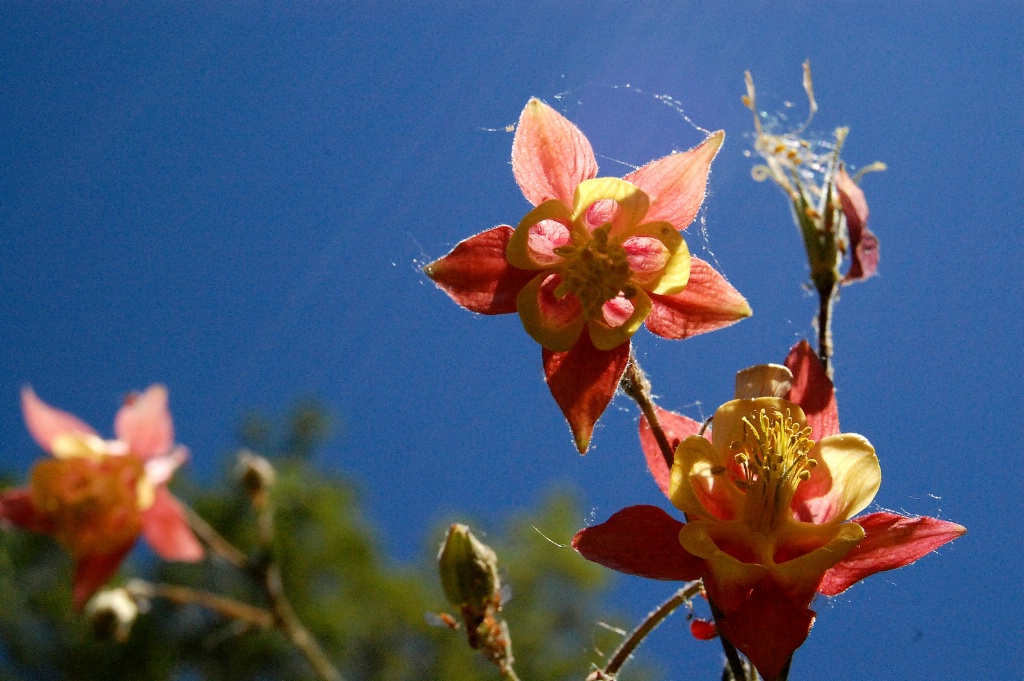 Columbine Undercarriage