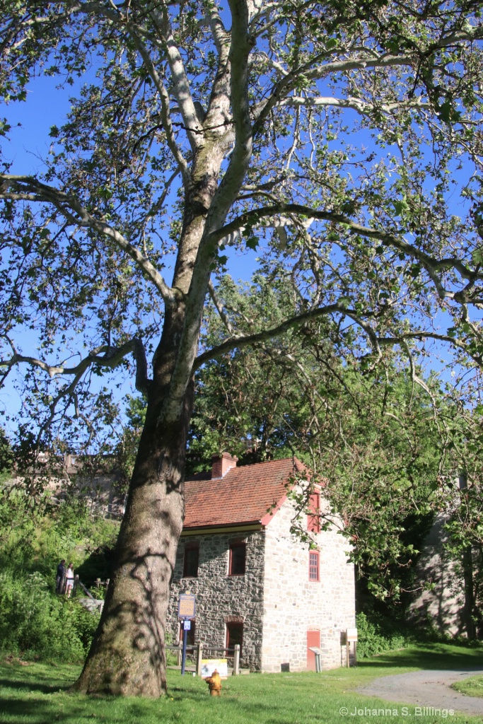 Under the Big Tree