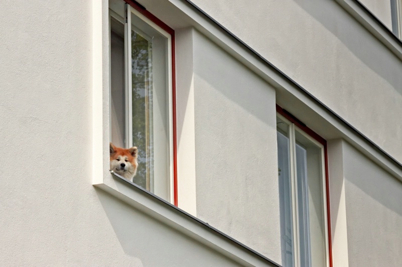 Dog In A Window