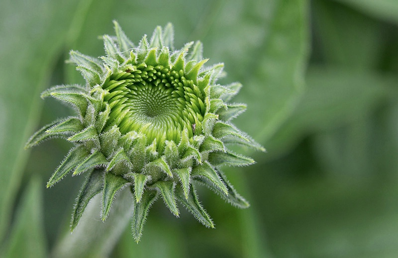 Echinacea