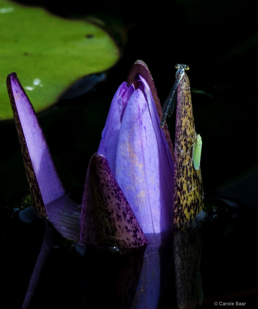 Visitors to my waterlily