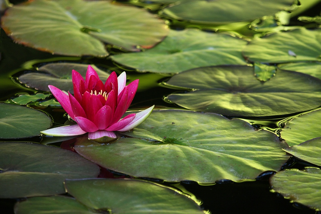 Pond beauty