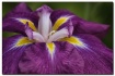 fancy iris
