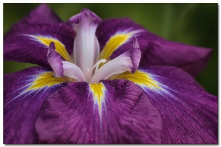 fancy iris