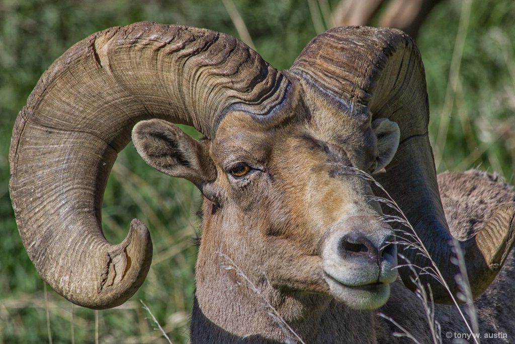 Big Horn Sheep