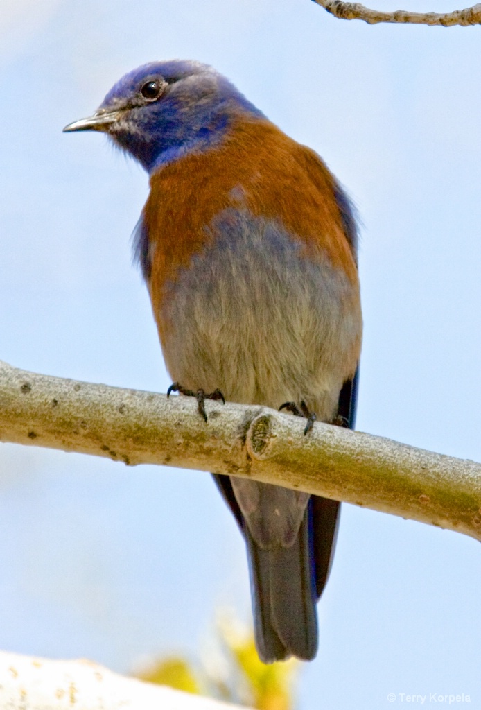 Western Blue Bird (male) - ID: 15378740 © Terry Korpela