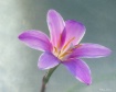 Fairy Lily
