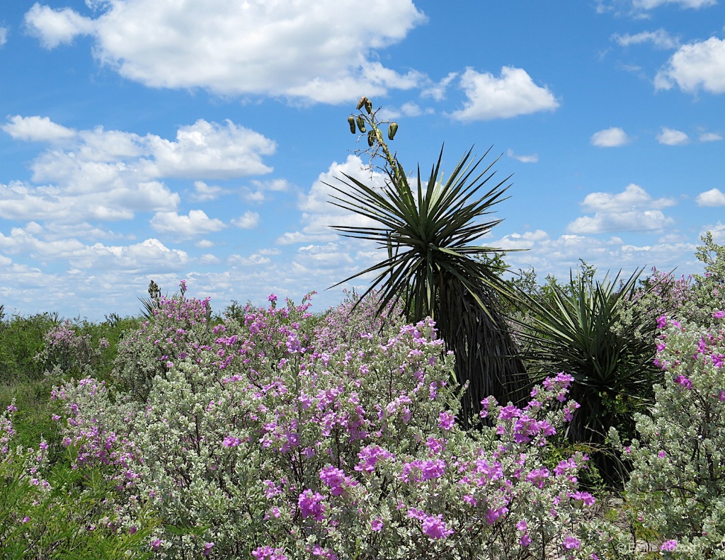 Cenizo and Yucca